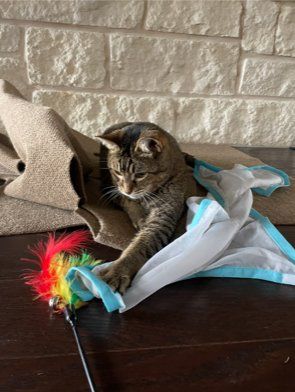 Pet Sitter Playing with Tabby cat