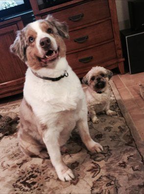 A large dog and a small dog witting next to each other looking at camera