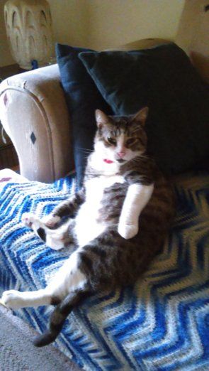 Lounging White and Grey Tabby Cat