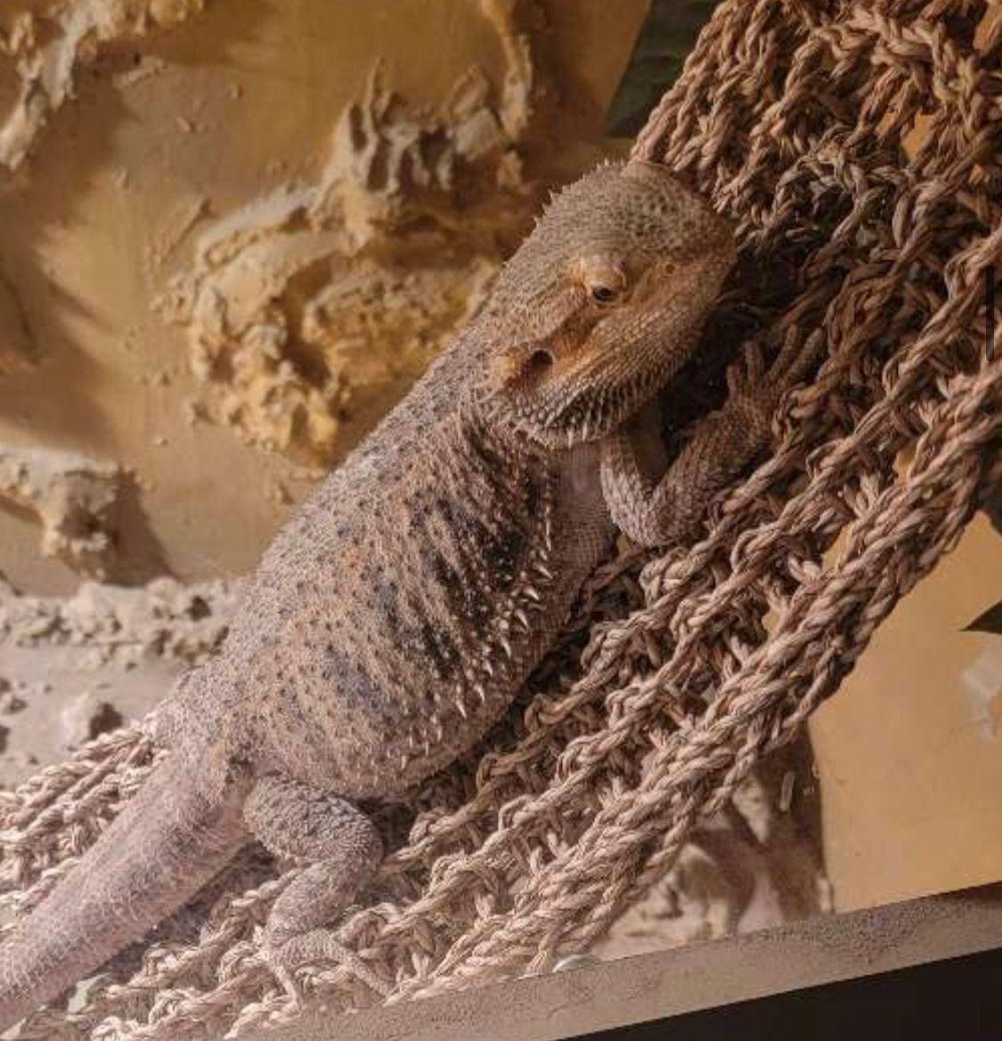 Pet Sitting for Exotic Bearded Dragon Lizard 