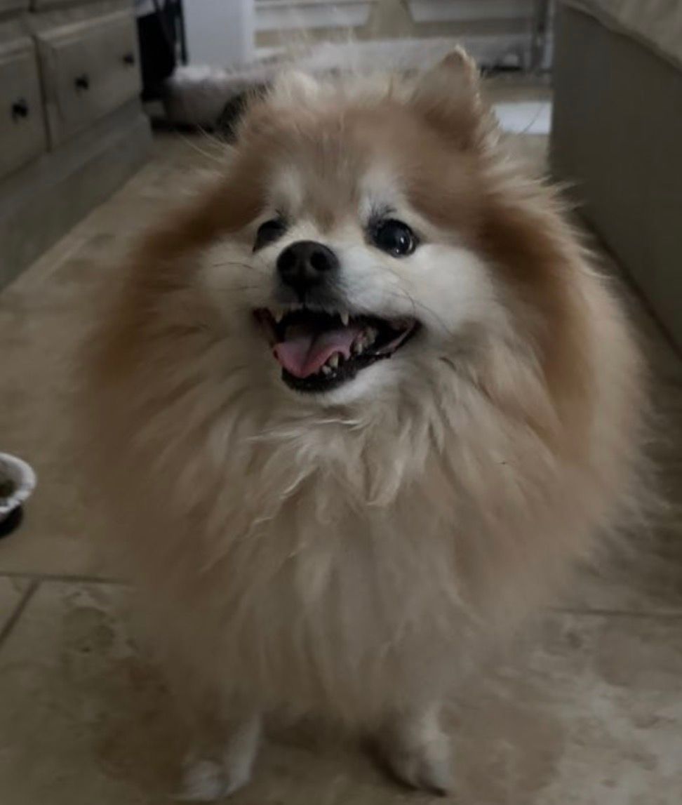 Fluffy Pomeranian Dog Smiling for Pet Sitter