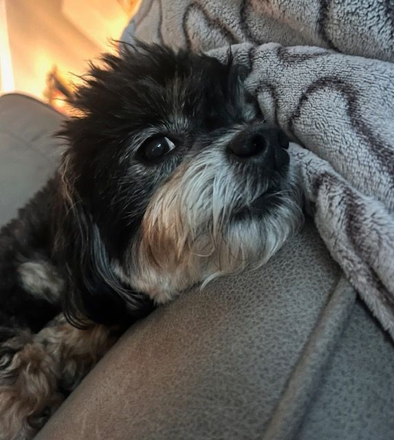 Small Dog looks at the Pet Sitter's Camera while lounging on a couch