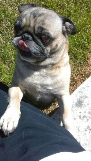 Dog, Cat, and Other Pet Sitting Services in the Cedar Park, Texas Area