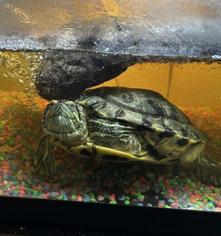 Picture of a Turtle swimming in a tank taken by a Pet Sitter