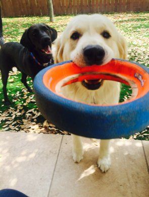 A White dog and a black dog playing outside with a pet sitter