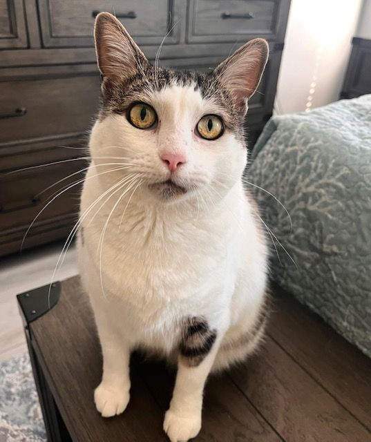 White Tabby Cat with Grey and Brown Stripe Patches Sitting in bedroom