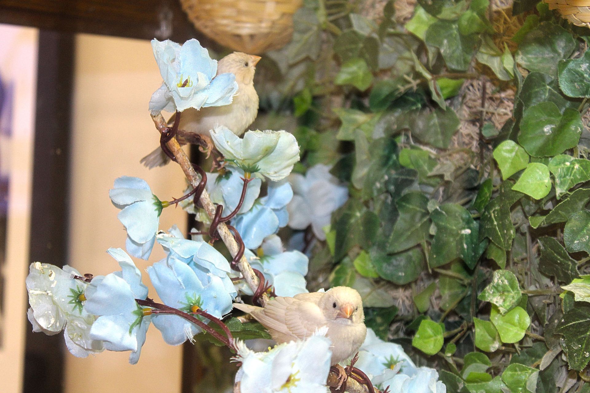 Two birds are sitting on a branch with blue flowers