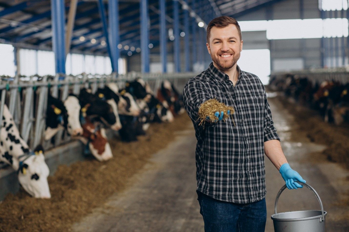 Animal Feed Dealer