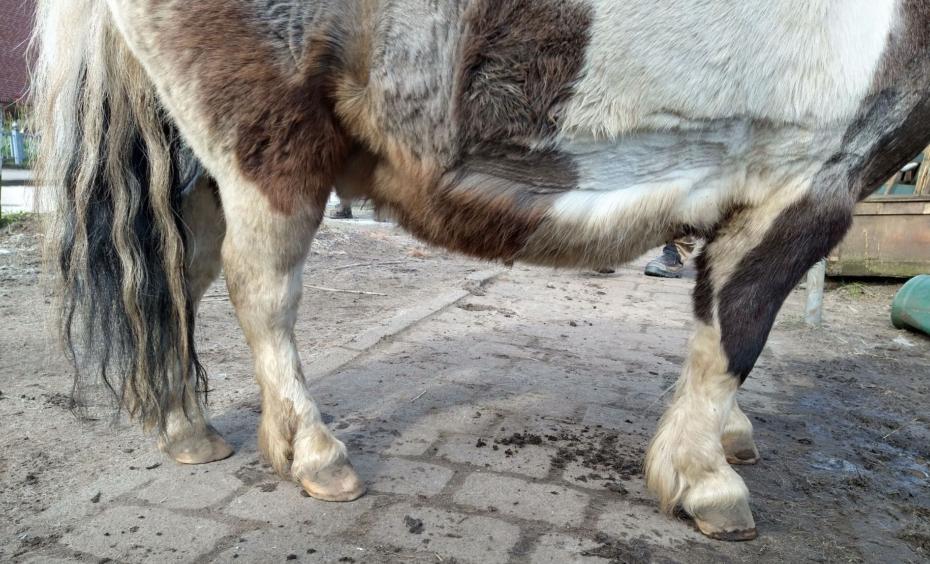 Minishetty vor der Bearbeitung