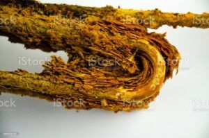 A close up of a rusty hose on a white background.