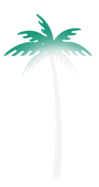 A palm tree on a white background