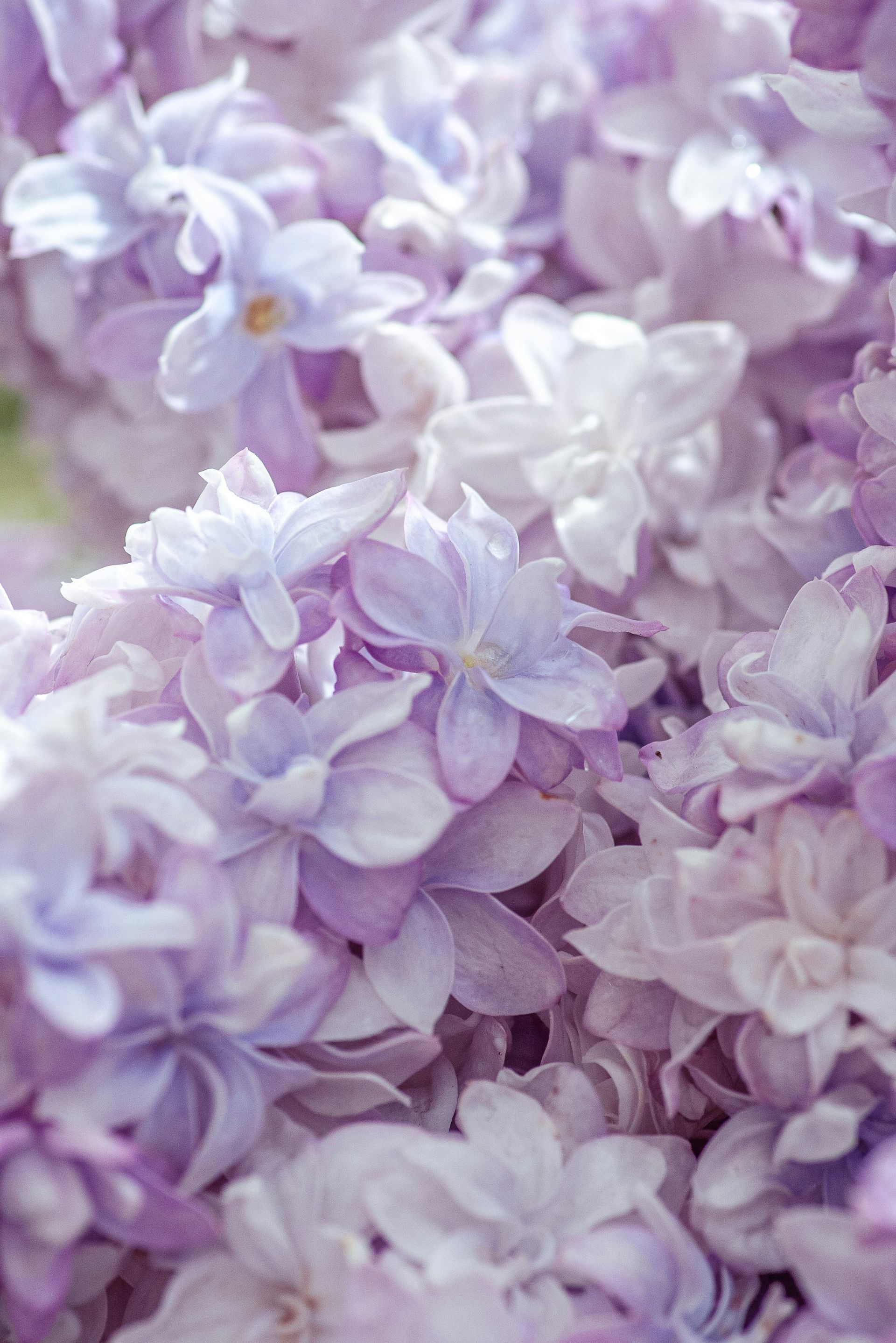 Close-up of lilac flowers in varying shades of purple and white, clustered together.