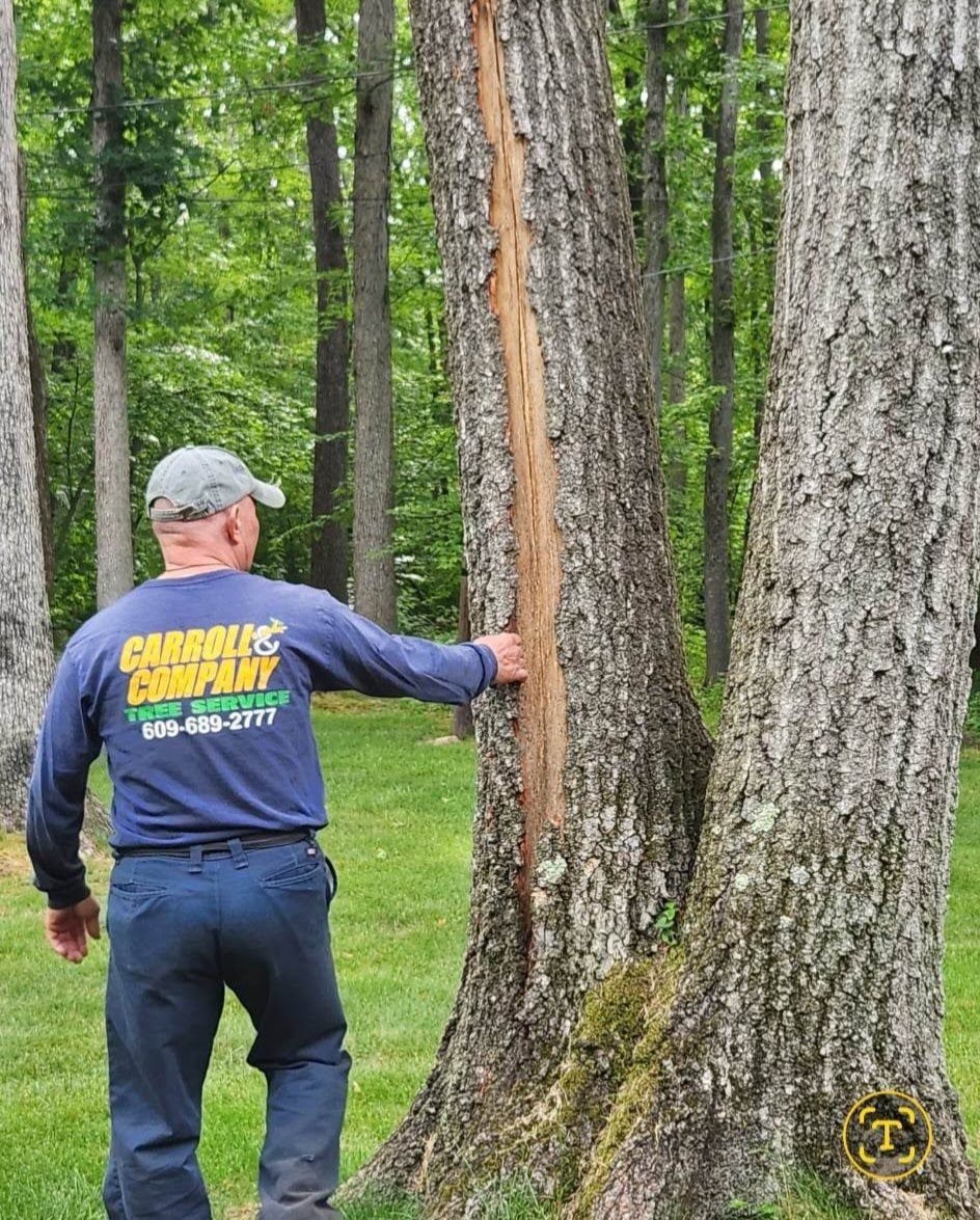 A Man Is Standing Next to A Tree in The Woods – Lawrence Township, NJ – Carroll Tree Service