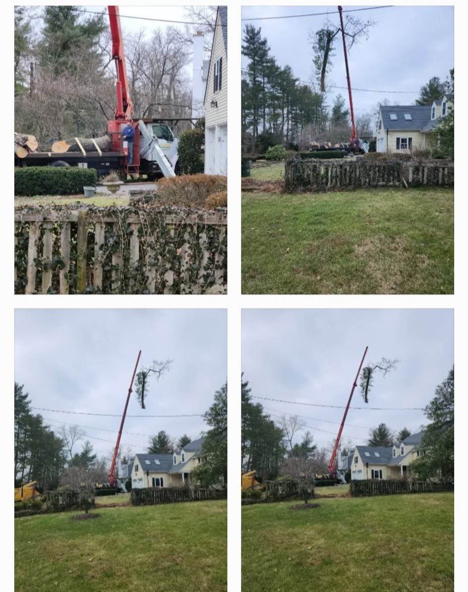 A Crane Is Cutting a Tree in A Yard in Front of A House – Lawrence Township, NJ – Carroll Tree Service