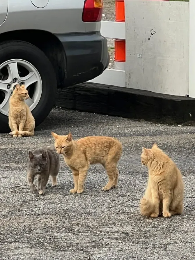 4 kittens outside | Gary's Automotive Again