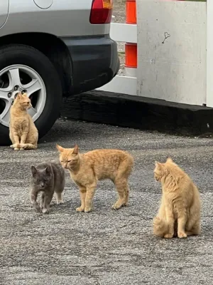 4 kittens outside | Gary's Automotive Again