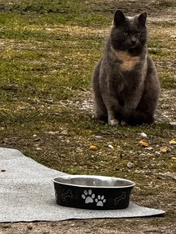 Mama cat near food bowl | Gary's Automotive Again