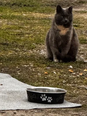 Mama cat near food bowl | Gary's Automotive Again