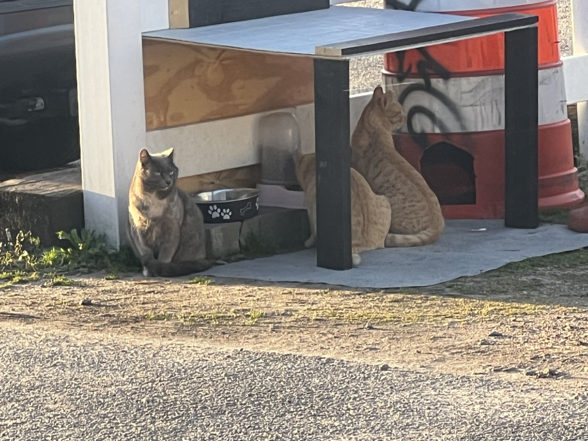 Cats in the shop | Gary's Automotive Again