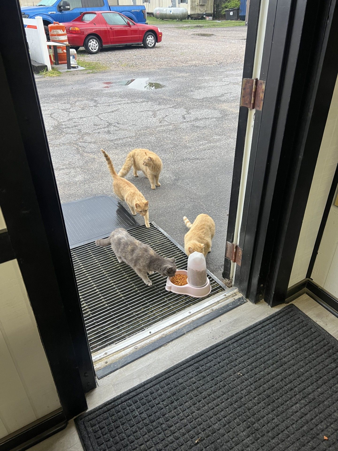 Cats eating | Gary's Automotive Again