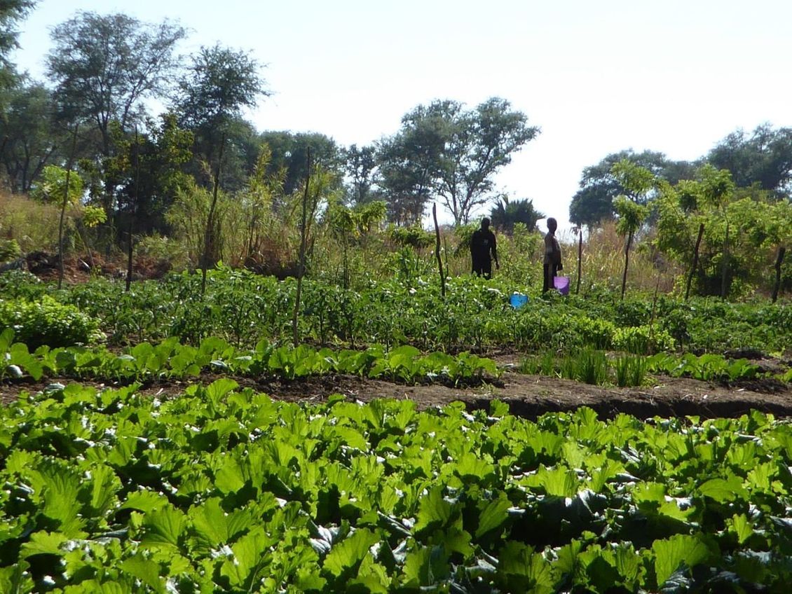 Chitungulu Organic Vegetable Gardening Project