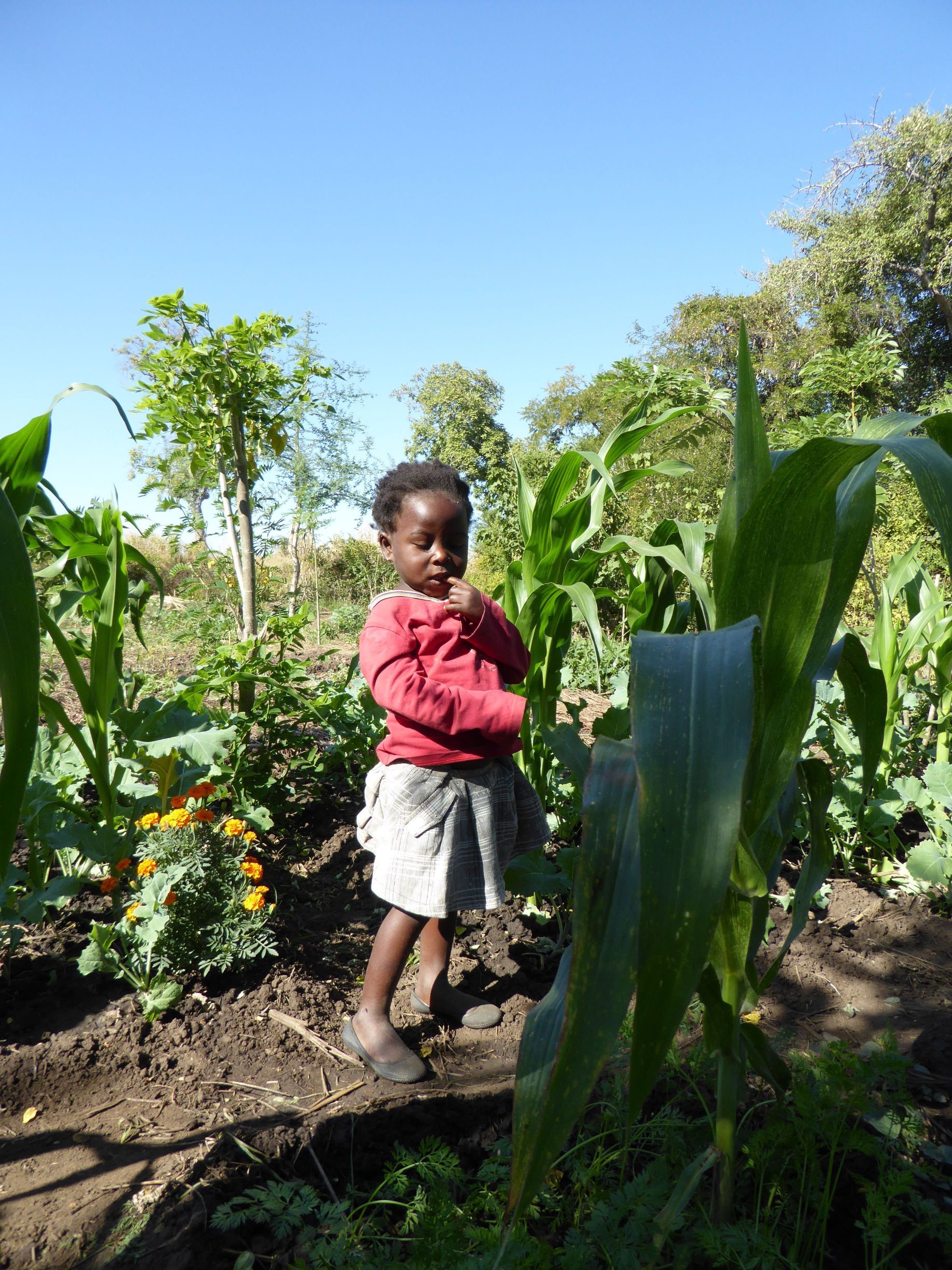 Chitungulu Organic Vegetable Gardening Project