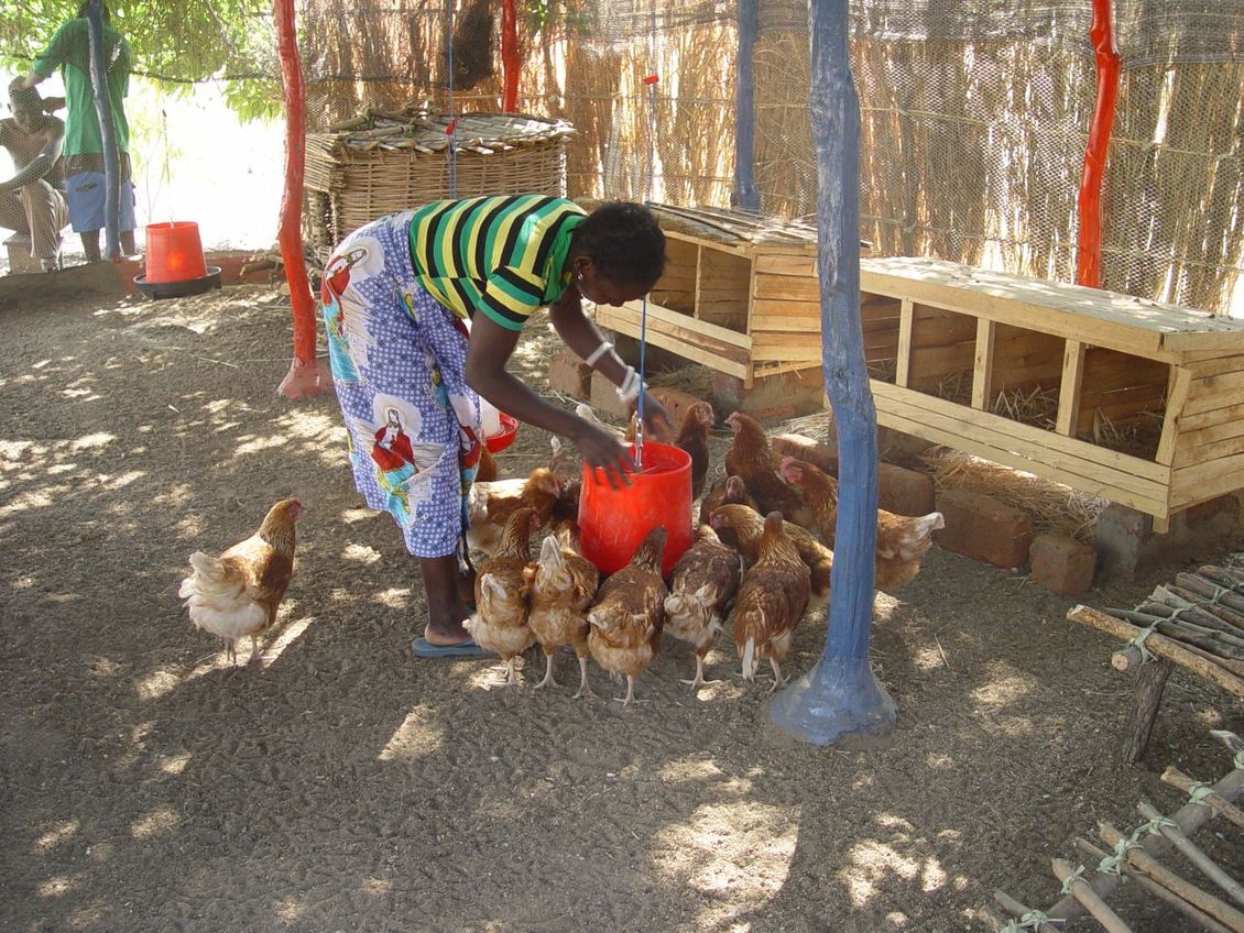 Chitungulu Poultry Project