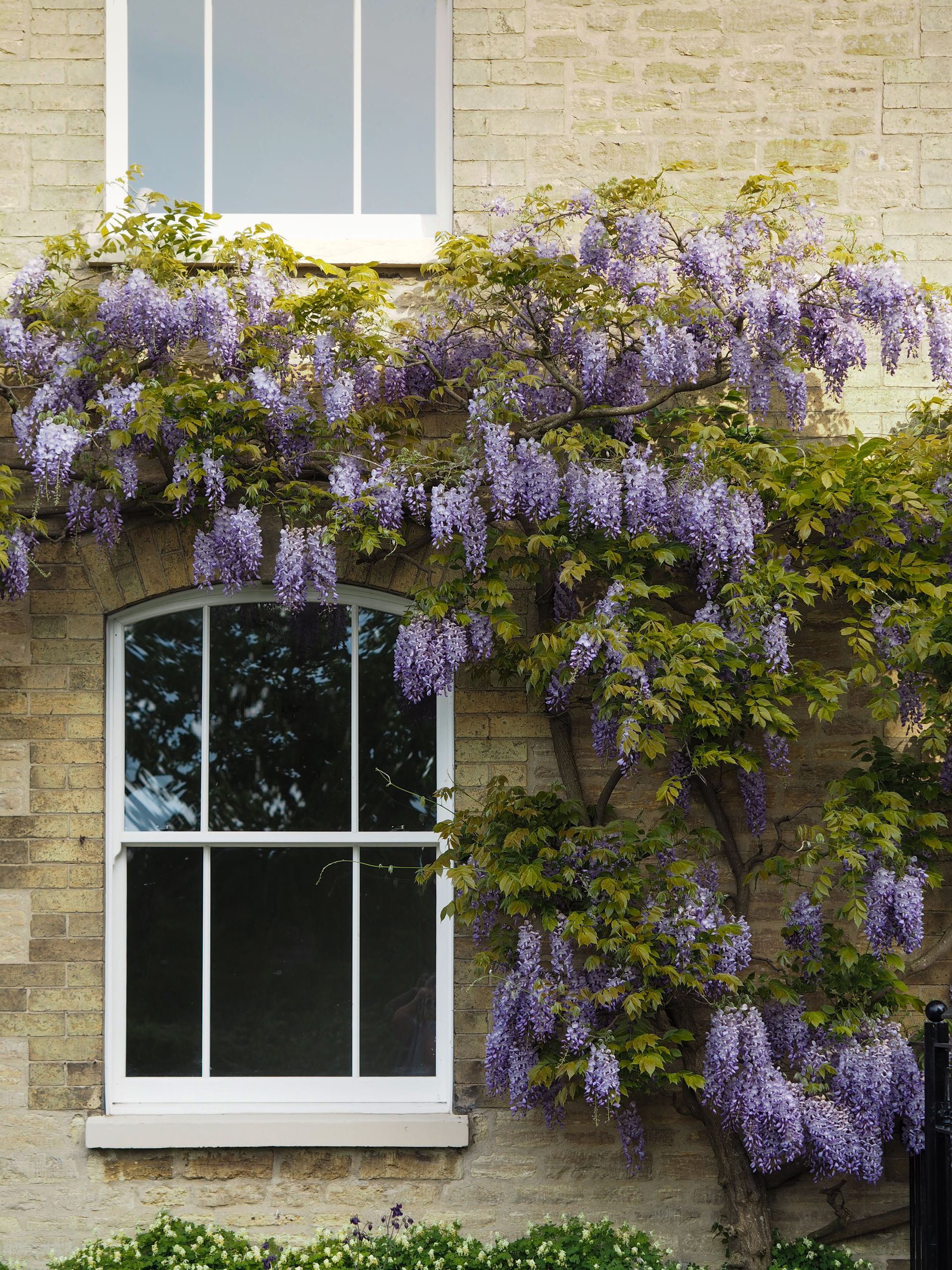 Wisteria vine with purple flowers climbs a brick building next to two windows.