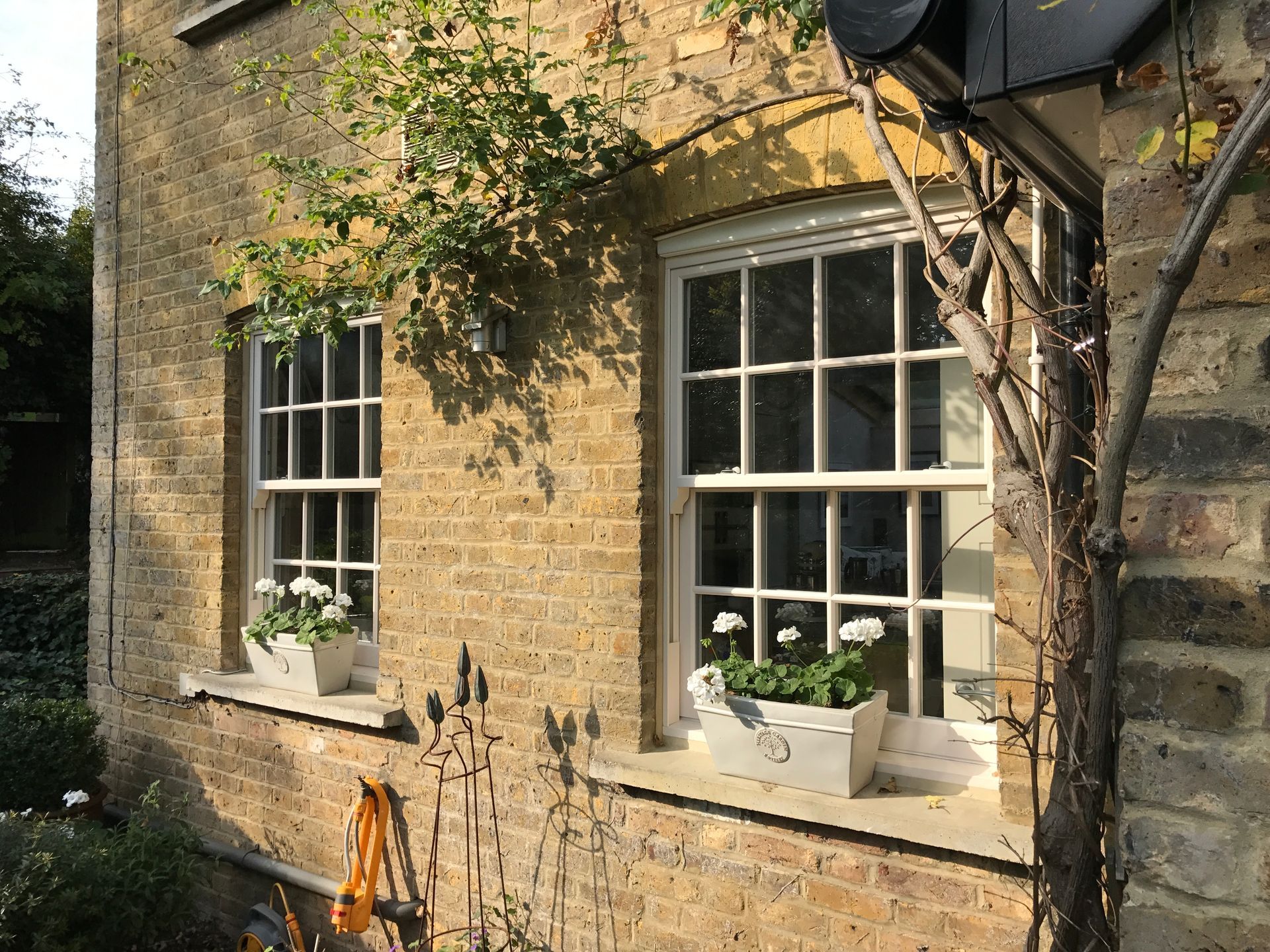 Two white-framed windows on a brick building, with flower boxes and climbing vines.