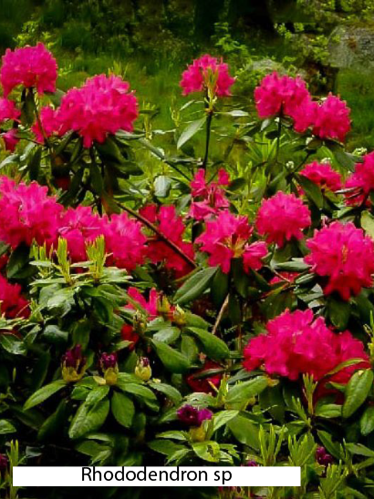Un buisson aux fleurs roses et aux feuilles vertes s'appelle rhododendron sp