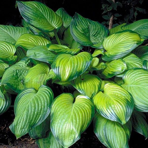 Une plante aux grandes feuilles vertes pousse dans la terre.