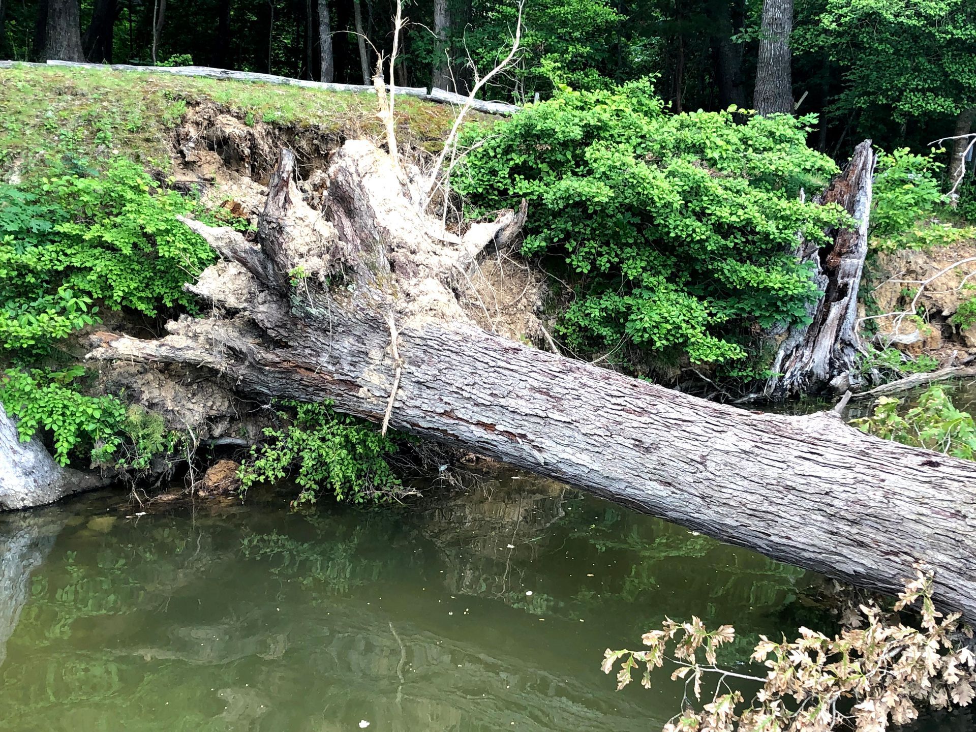 REMOVAL OF FALLEN TREES
