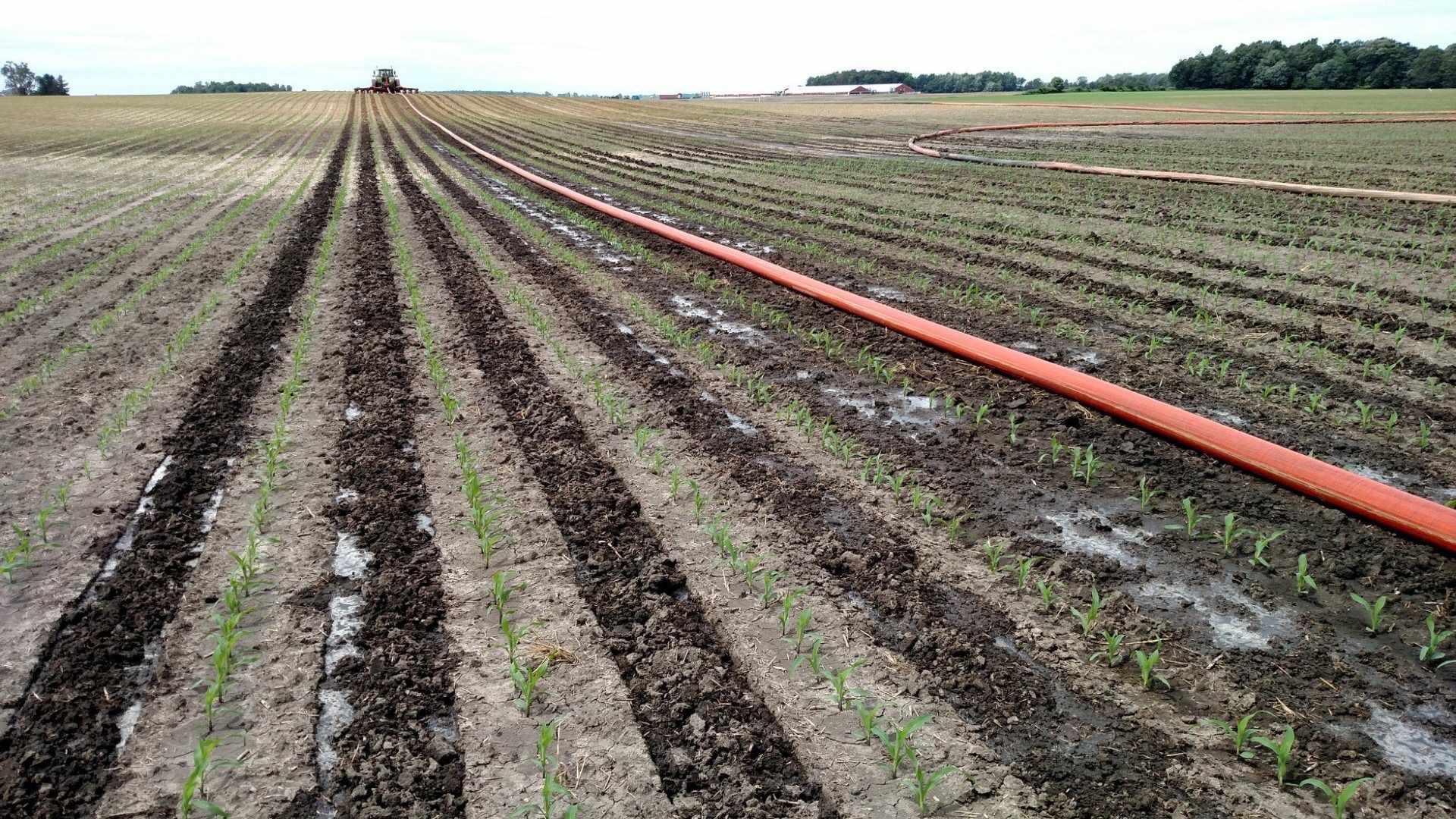 Wide muddy farm field with long irrigation rows and an orange hose stretching into the distance