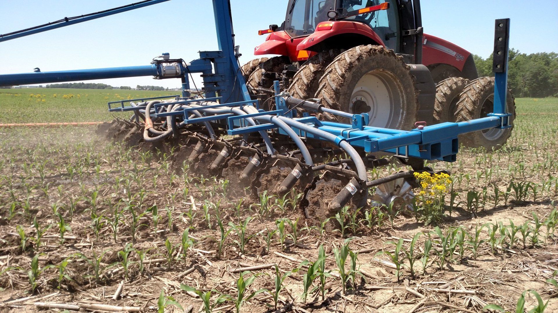 Blue farm tillage implement behind red tractor in a field, turning soil and weeds