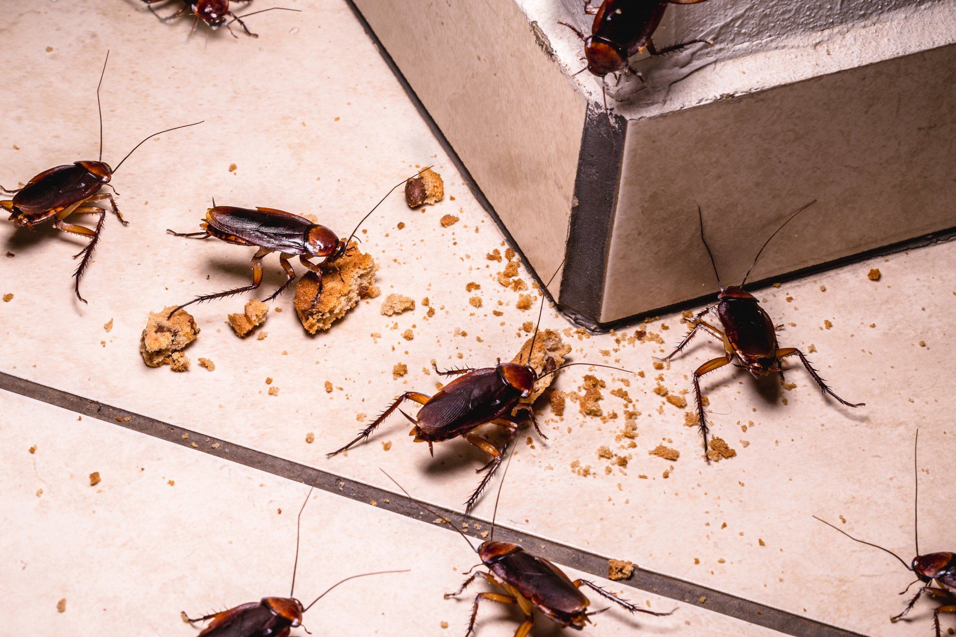 Cockroaches pest control