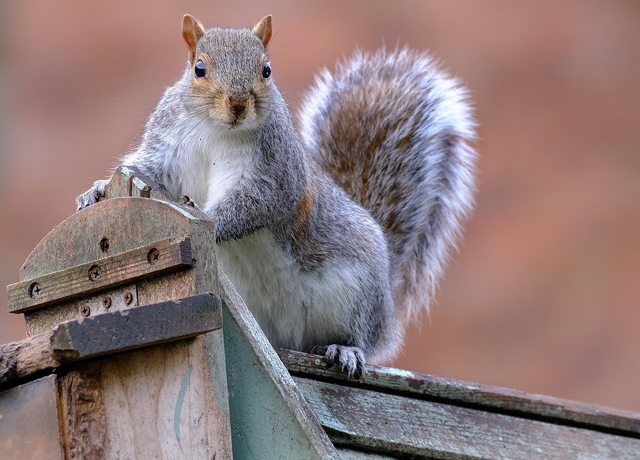 How to trap and remove squirrels in Massachusetts