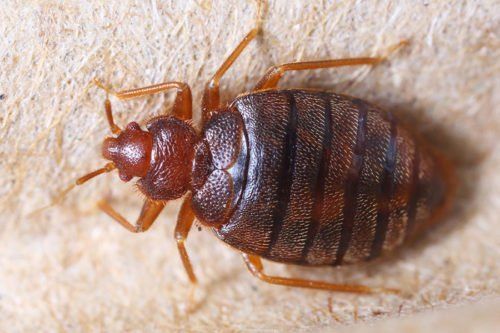 Bed bug services weymouth ma