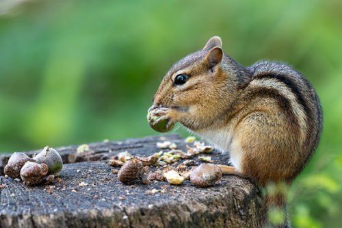 https://lirp.cdn-website.com/2eea0474/dms3rep/multi/opt/close-up-picture-of-a-squirrel-eating-nuts-500x333-640w.jpeg