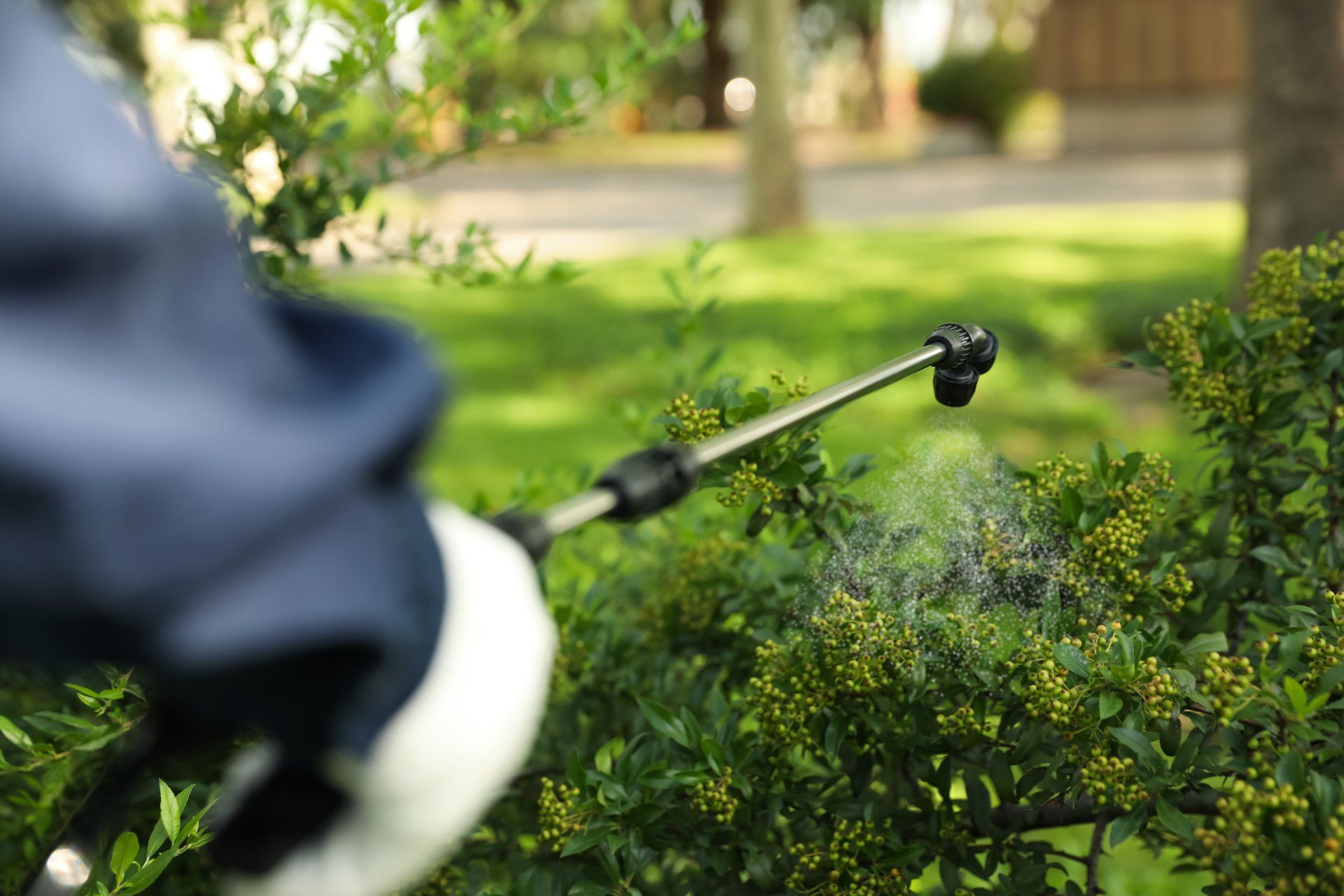 Residential Pest Control Services in Weymouth, MA