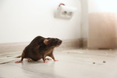 Rodent Control South Shore Massachusetts: The Importance of Rat