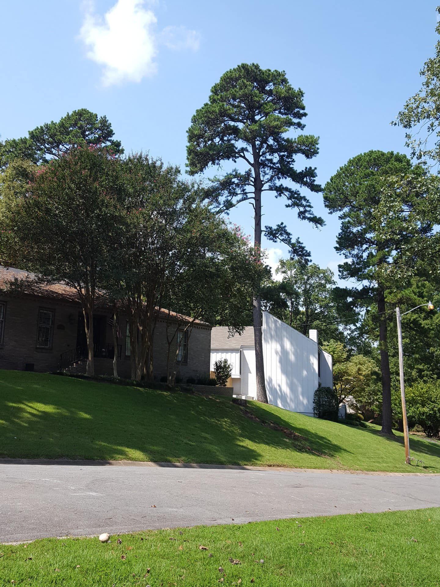 A brick house and a white building sit on a grassy hill under a bright blue sky, shaded by several tall, mature pine trees.