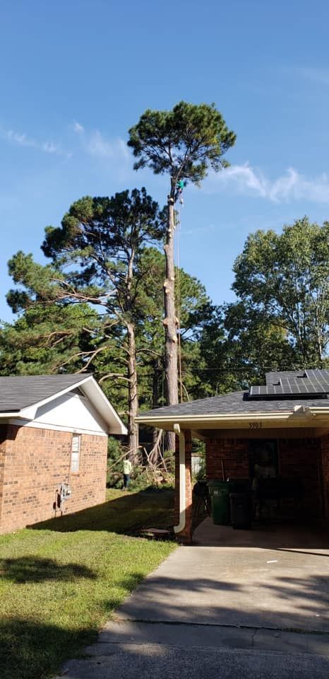 A tall, partially pruned pine tree stands behind two brick suburban houses under a clear blue sky.