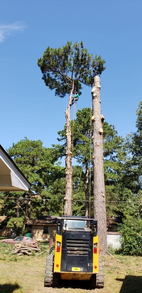 A yellow tracked skid steer stands between two tall, partially trimmed pine trees in a residential yard.