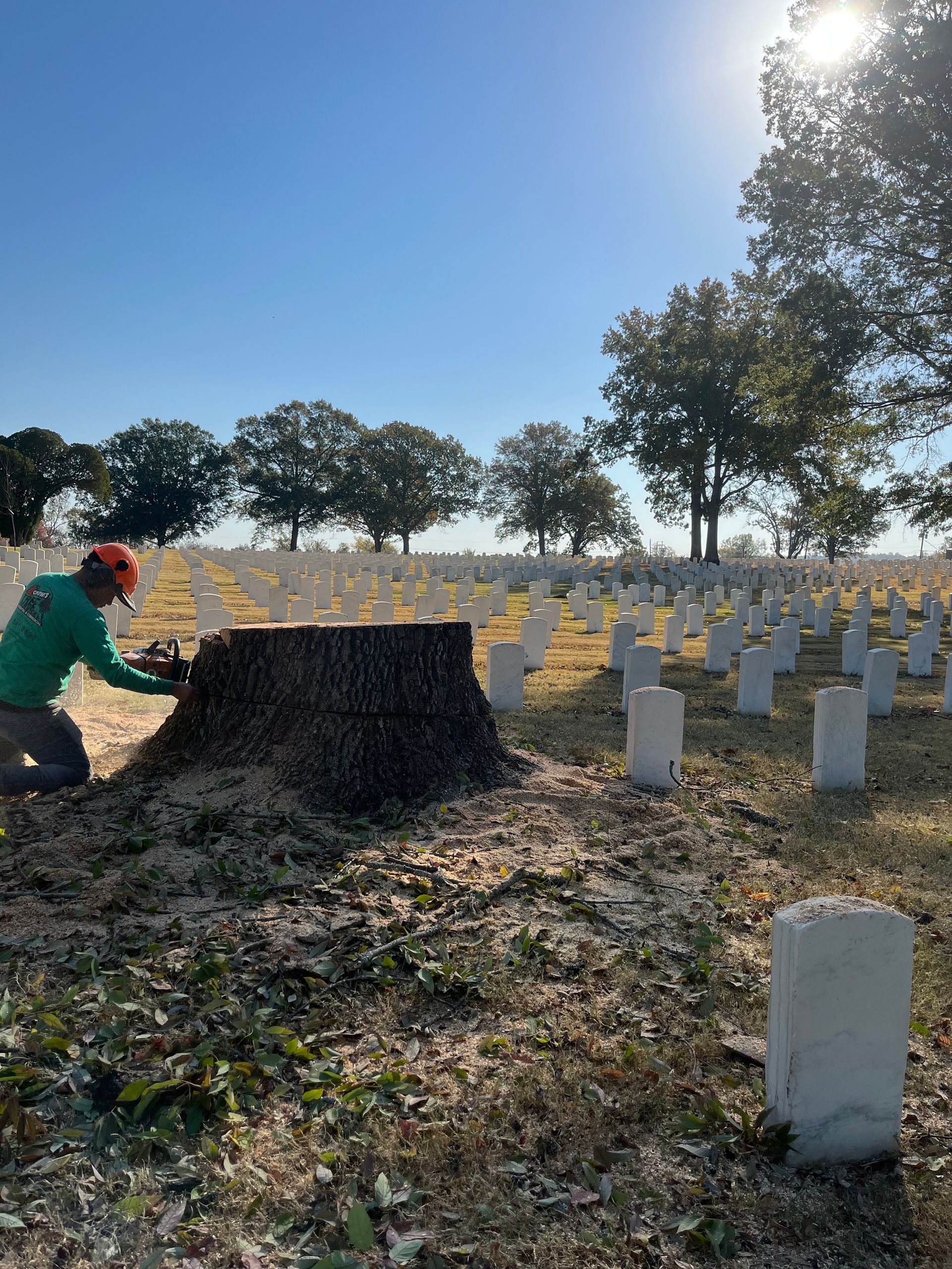 A man is cutting a tree stump in a cemetery.