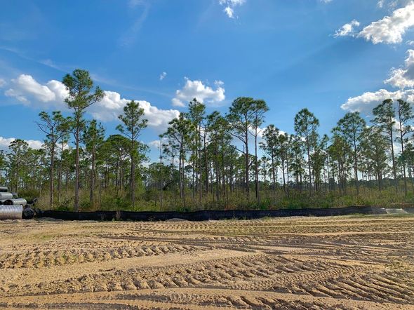 A construction site with tire tracks in dirt leading to a black silt fence at the edge of a line of tall pine trees.