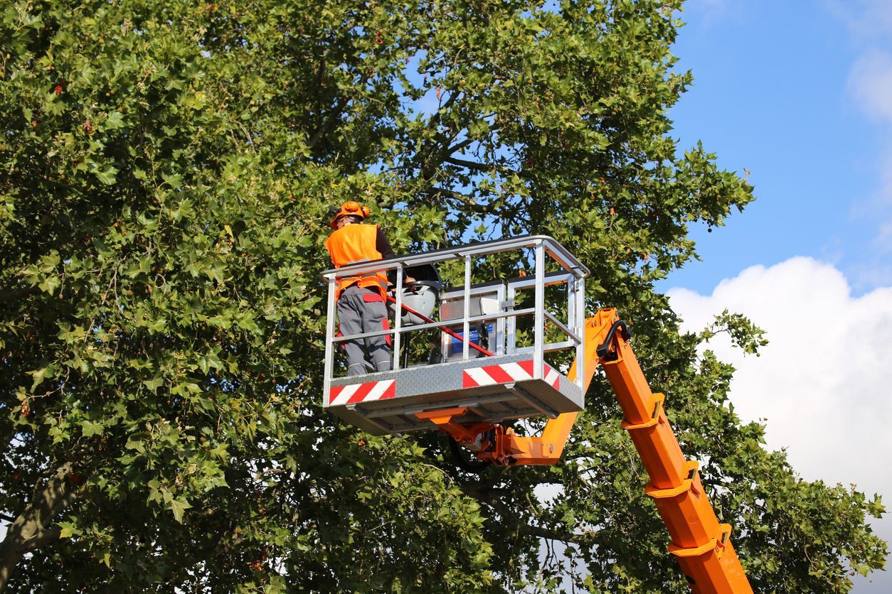 A worker in an orange safety vest stands in an aerial lift bucket, trimming the branches of a large, leafy tree.