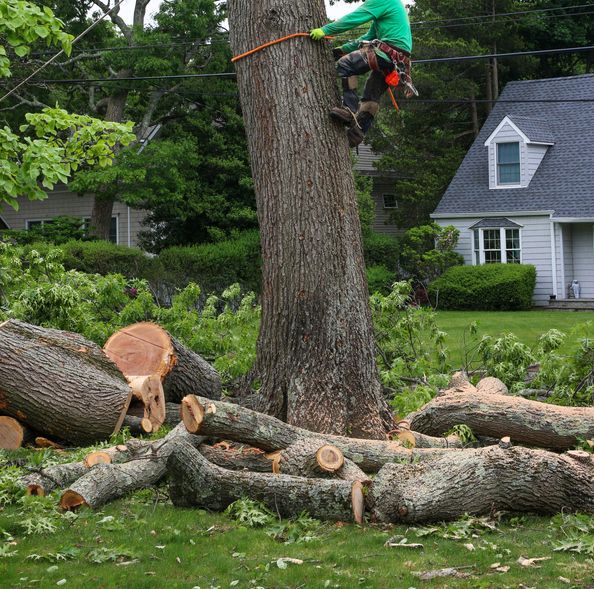 A worker in green gear attached to a rope climbs a tree trunk surrounded by cut logs on a lawn in front of a house.