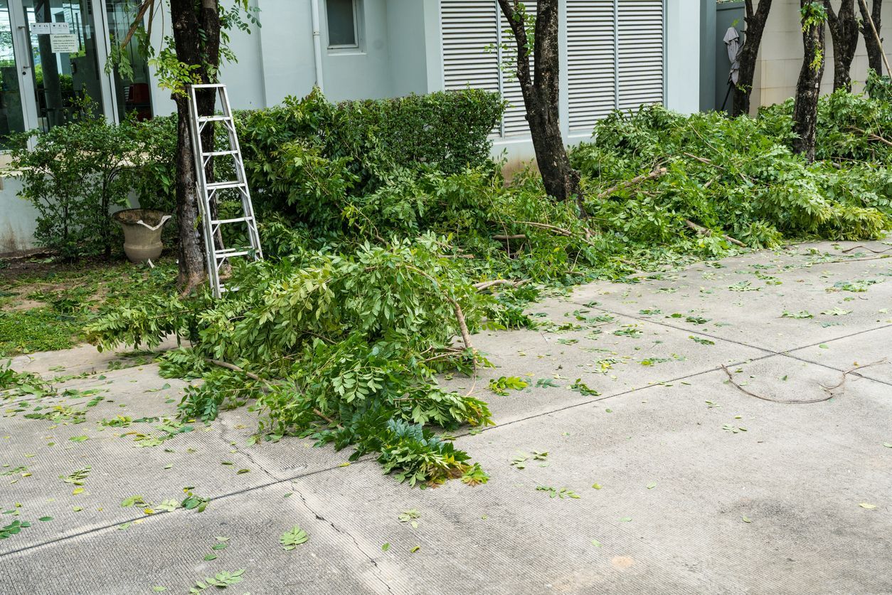 An aluminum ladder leans against a tree trunk next to freshly trimmed branches scattered on a concrete patio.