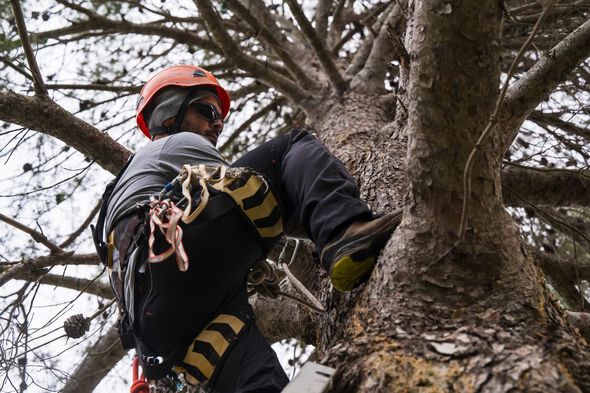A person wearing a climbing helmet and safety harness climbing a tall pine tree.