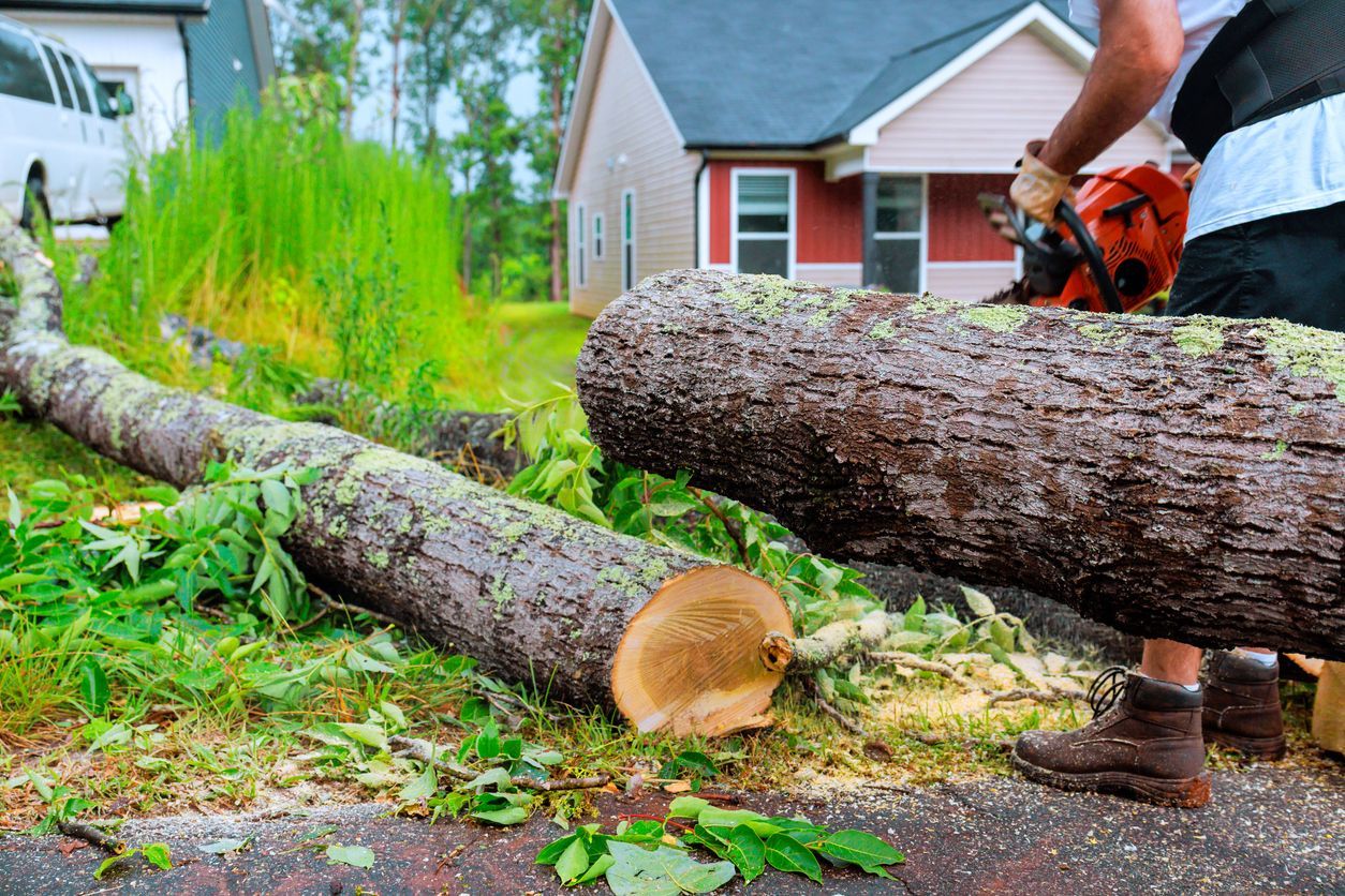 A person cuts a fallen tree trunk with a chainsaw in a residential yard near a house.
